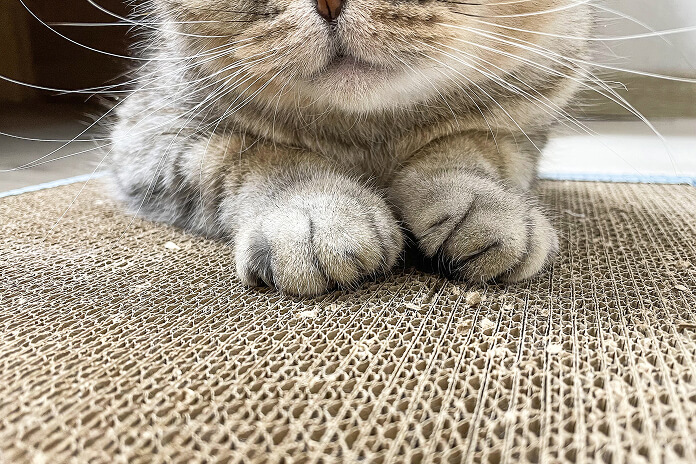 猫のつめとぎ